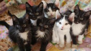 Mo Chara: Volunteers needed for our charity shops