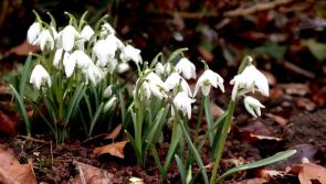 Gardening with James Vaughan: The start of spring