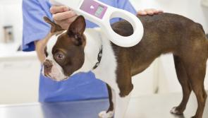 Mo Chara:  Is your dog microchipped?