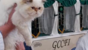 Tipperary's top cats on show this weekend