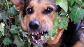 Tipperary councillors seek more resources for dog wardens amid fears over dangerous dogs