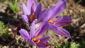 Gardening with James Vaughan: Early spring flowering bulbs