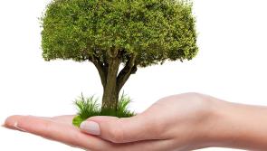 Gardening with James Vaughan: Tree planting