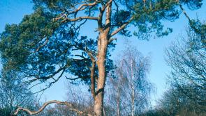Call for council to plant native trees on waste ground in Tipperary