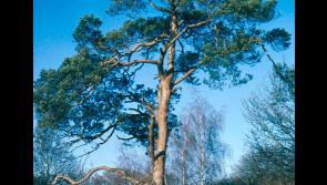 Tipperary schools help to plant trees in Africa