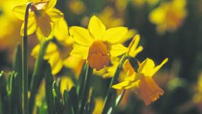 Gardening with James Vaughan: Spring is around the corner
