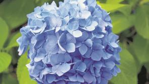 Gardening with James Vaughan: Blooming lovely on Mother’s Day