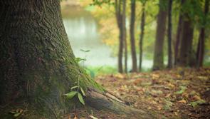 Popular forest park on Lough Derg's shores makes Coillte's top five attractions