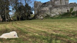 Tipperary council closes Cahir's Inch Field for over two weeks