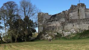 Welcome  in Tipperary for new funding secured to promote green spaces and biodiversity