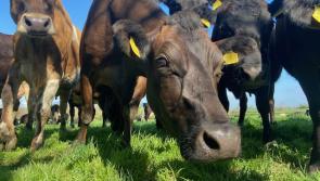 SLIDESHOW: More entries from TipperaryLive 2km photo challenge 