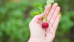 Gardening with James  Vaughan: Easy plants to grow this summer