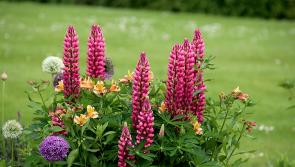 Gardening with James Vaughan: Fantastic bursts of colour as gardens in full bloom