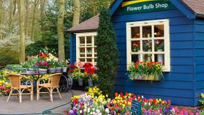 Gardening with James Vaughan: Support your local garden centre