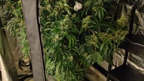 Man arrested after gardaí discover €12,500 of suspected drugs in Tipperary grow house