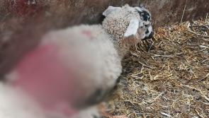 Garda appeal to dog owners in Tipperary over reports of livestock being attacked 
