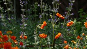 Gardening with James Vaughan: Making the most of our summer days