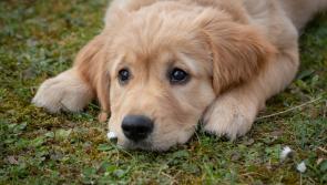Tipperary TD seeks tighter trespass laws to tackle dog thefts