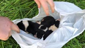 NATIONAL: Puppies fly tipped like pieces of trash and left dangling for dead above a river