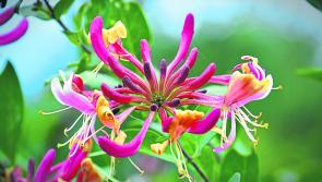 Gardening with James Vaughan