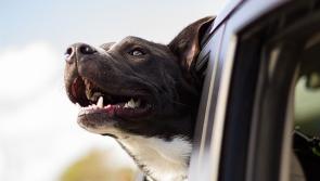 Tipperary councillors urge greater awareness around owning restricted dog breeds