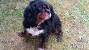 Ten stolen dogs recovered in Limerick - appeal issued to trace owners