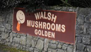 Total number of Covid cases at Golden mushroom plant may be between forty and fifty
