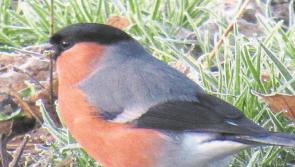 Birds of Templemore Town Park