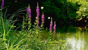 Ballingarry Tidy Towns litter pick along the Kings River is a great success