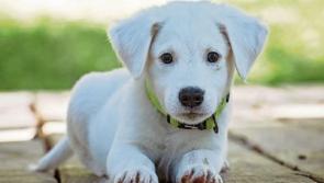 WARNING: Gardaí issue appeal to dog owners and offer advice after recent thefts