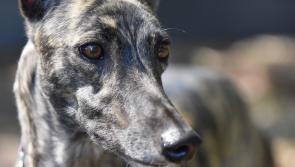Thurles Greyhound Racing: Fab Flight delivers final Kasko Knock-out