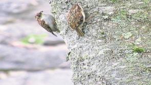 Birds of Templemore Park: The Treecreeeper
