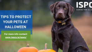 ISPCA's safety tips for Tipperary pet owners this Halloween