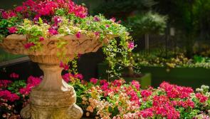 Borris-in-Ossory ICA garden competition