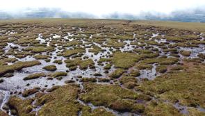€20m funding approved to conserve 'vitally important' blanket bogs in Ireland