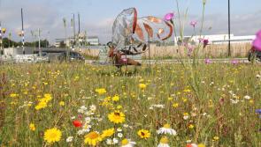 Cabragh Wetlands: Let me out of here!!!