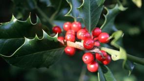 Albert Nolan column:  Gathering the Christmas holly