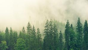 Gardening with James Vaughan: Planting times for bare root trees and shrubs