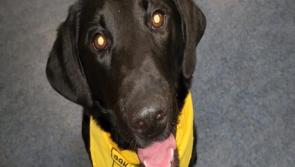 ASD coordinator Breda Dwyer explains idea behind 'Dog day' initiative in Scoil Ruain