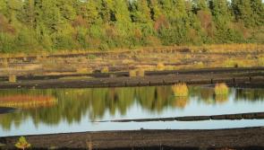 Nature fights back - time in the bog in Littleton