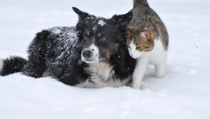Important safety tips for Tipperary pet owners as cold spell forecasted to continue
