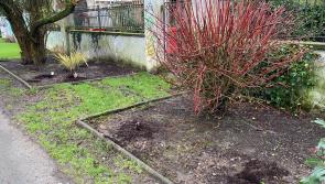 Thurles River walk work by 'elves' is undone with shrubs stolen