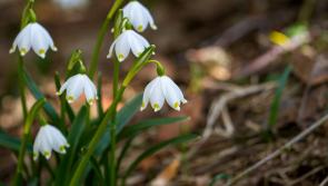 Gardening with James Vaughan: Time to start planning for the year ahead