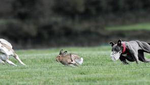 Government entitled to delist coursing as permitted activity during restrictions, court told