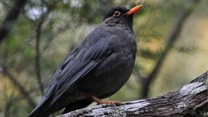 Albert Nolan: Protecting native hedgerows