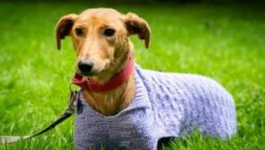 Animal rescue centres could be overwhelmed in 2022 says Tipperary rescue founder