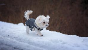 ISPCA's top tips for Tipperary pet owners during frost and snow weather conditions 