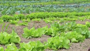Re-opening of Organic Farm Scheme welcomed by IFA