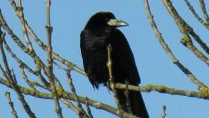 Albert Nolan column:  The life of Spring Rooks