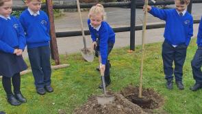 Silvermines NS pupils plant Remembrance Tree